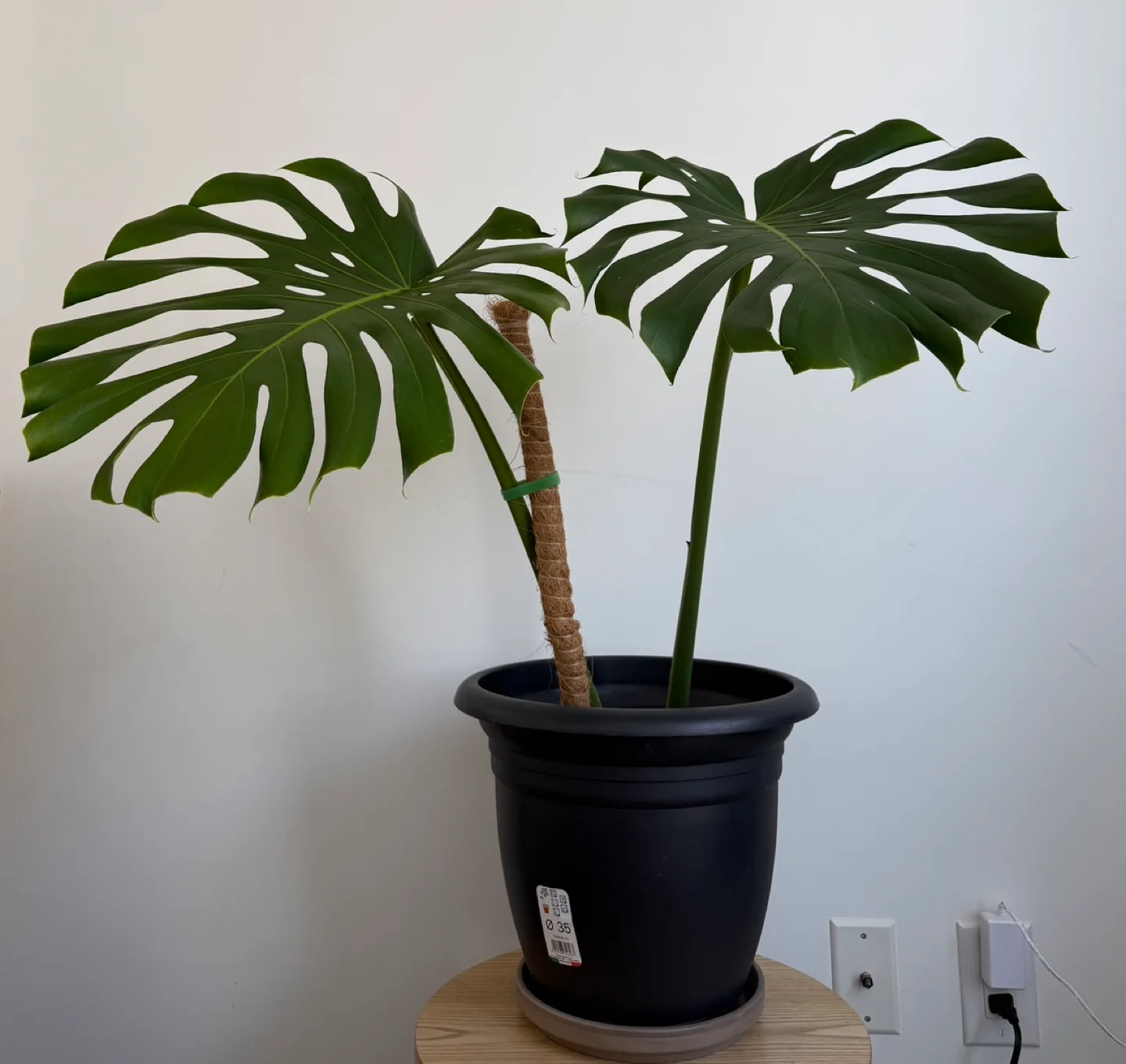 Monstera Deliciosa + pot image indicator(2)