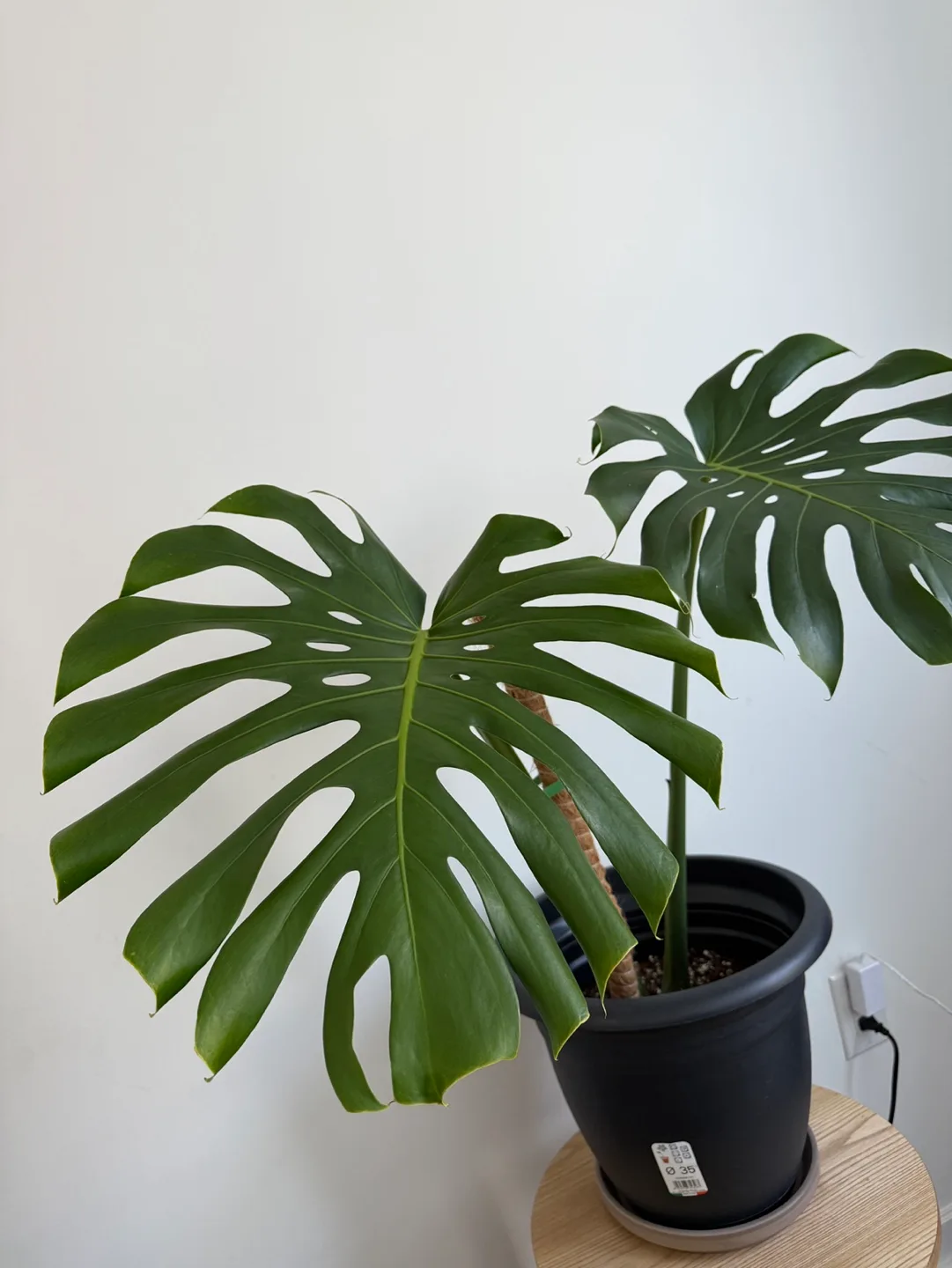 Monstera Deliciosa + pot image indicator(3)