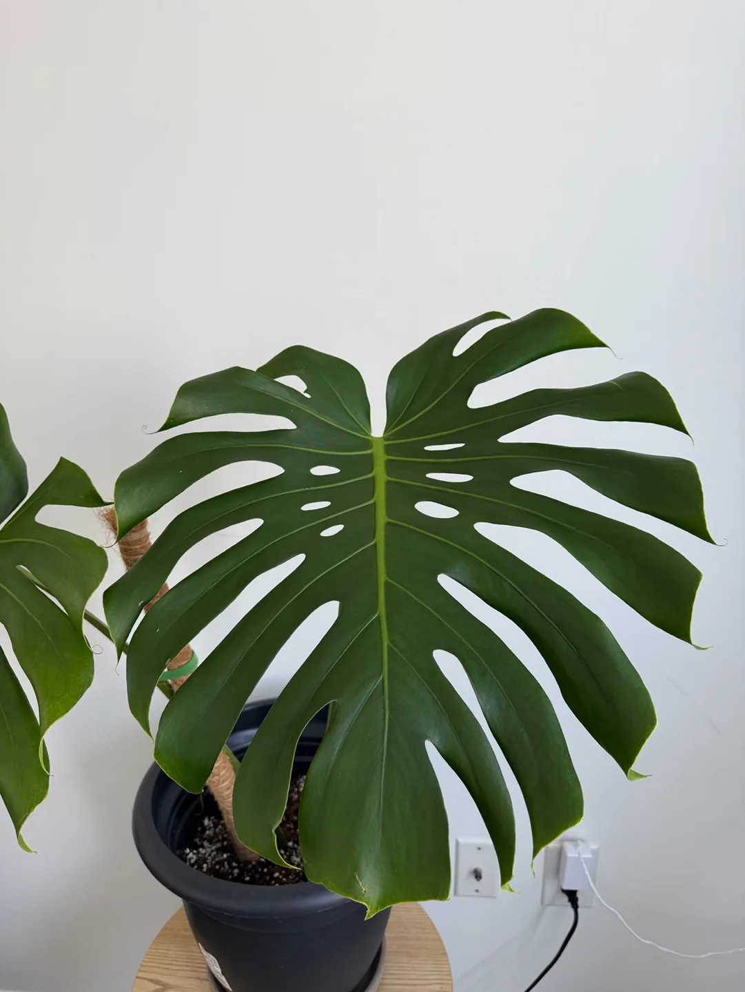 Monstera Deliciosa + pot image indicator(4)