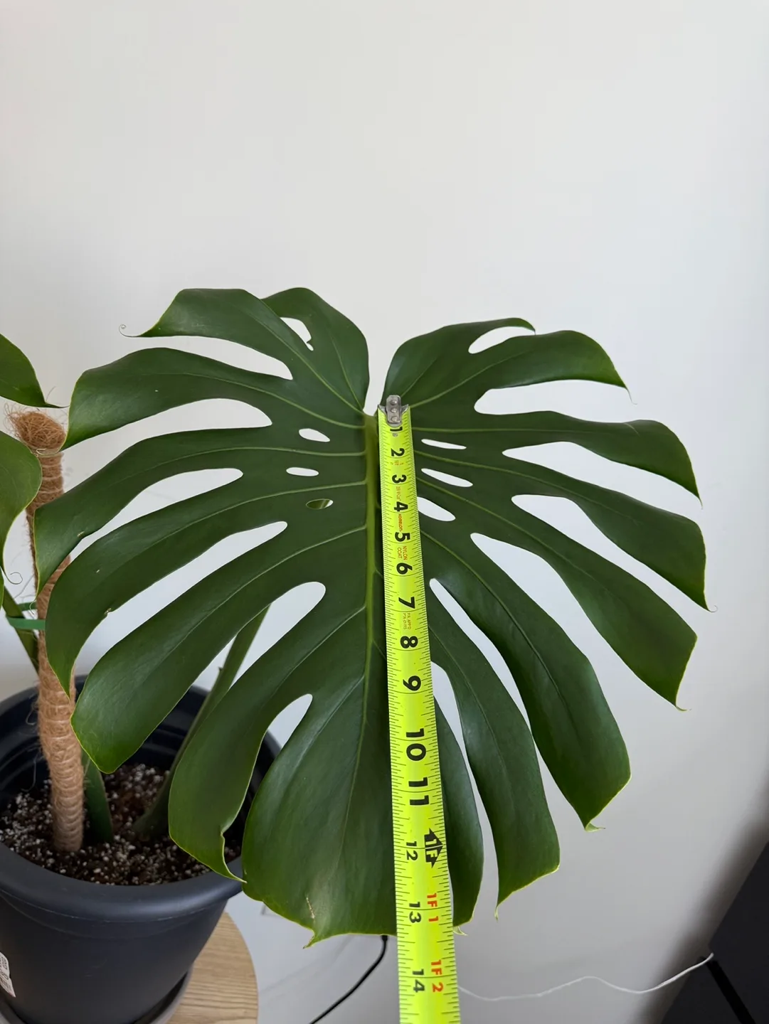 Monstera Deliciosa + pot image indicator(7)