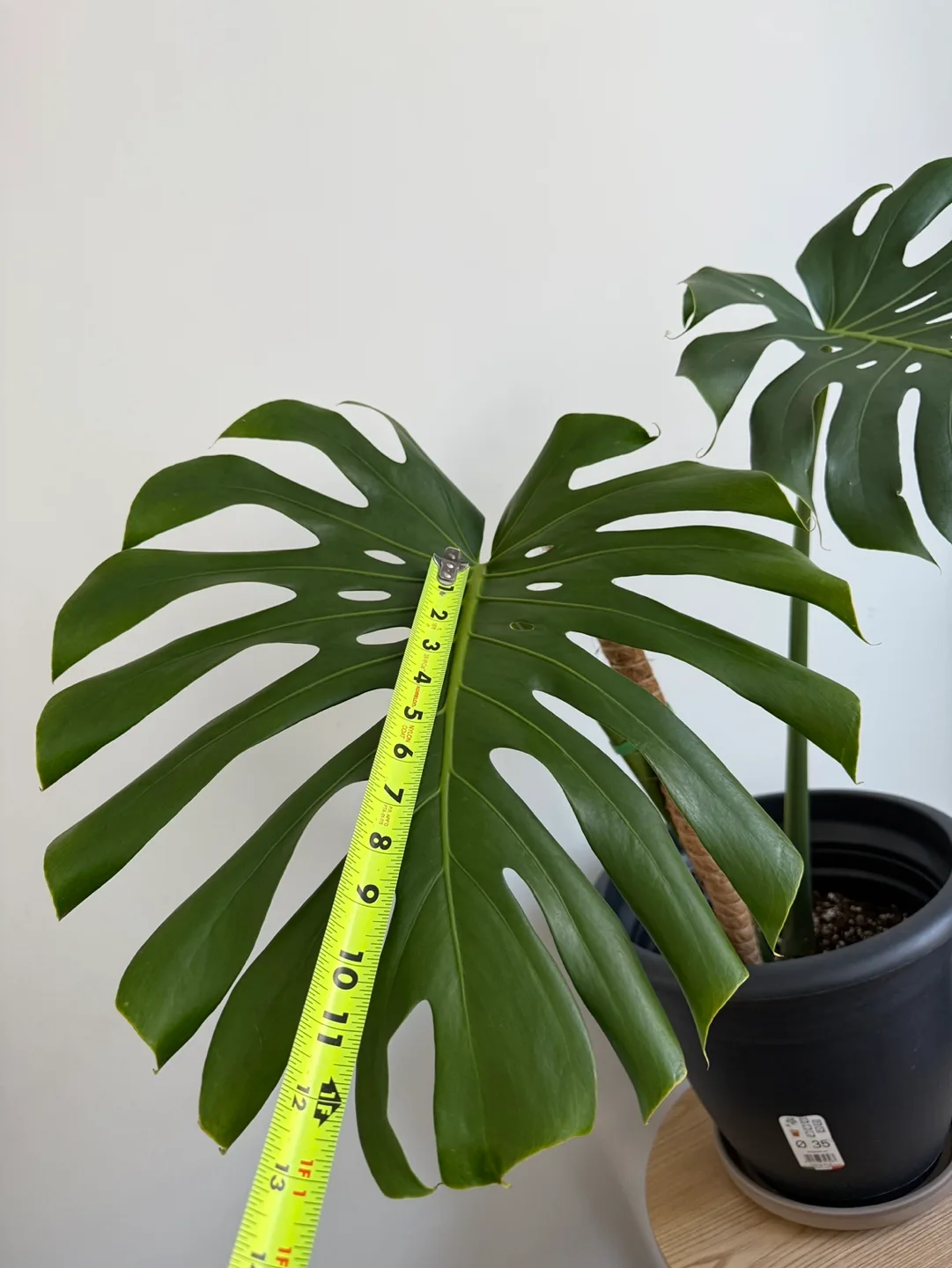 Monstera Deliciosa + pot image indicator(8)
