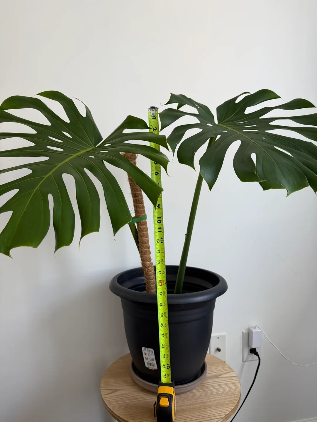 Monstera Deliciosa + pot image indicator(9)