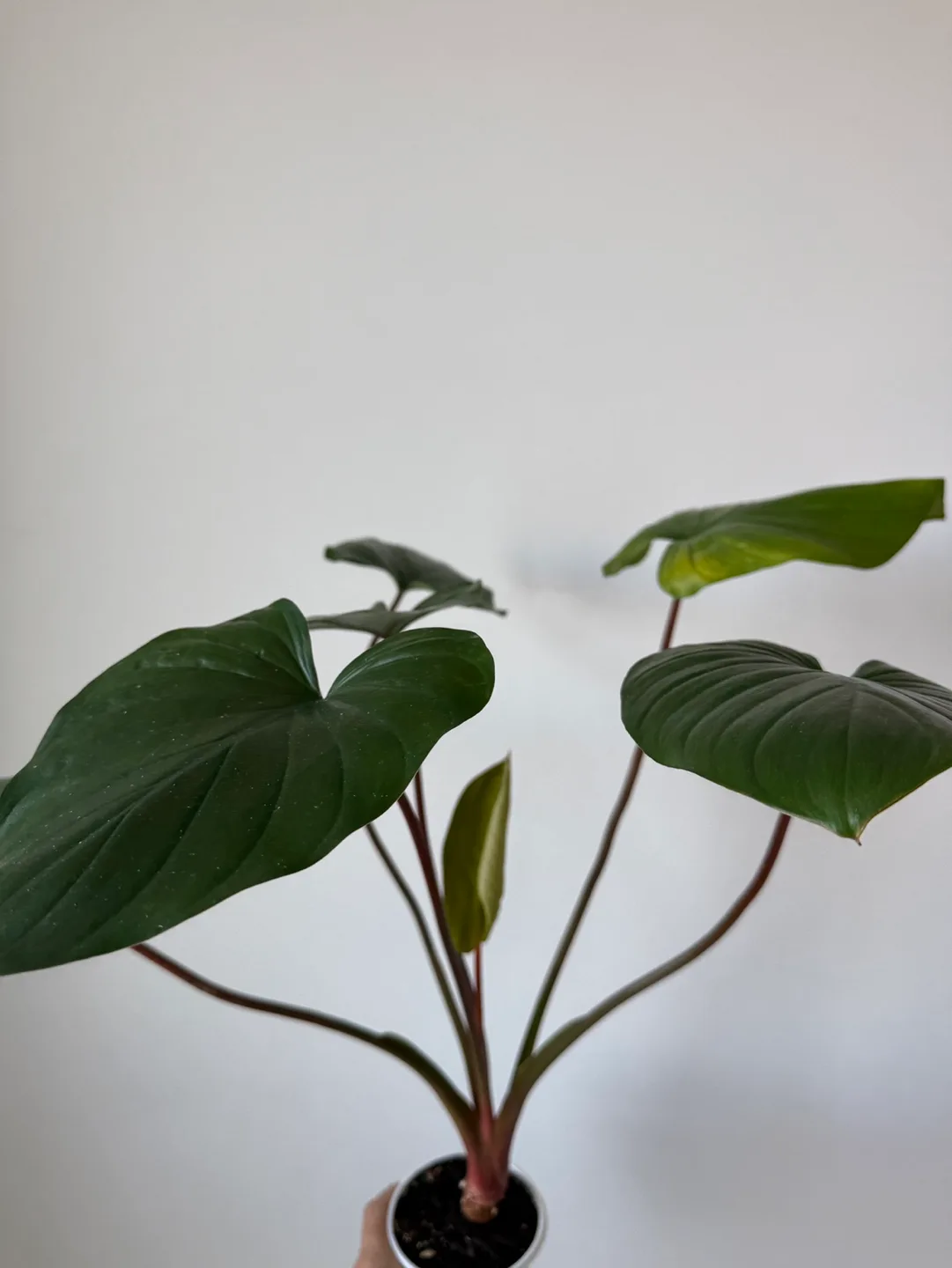 Homalomena Rubescens thumbnail