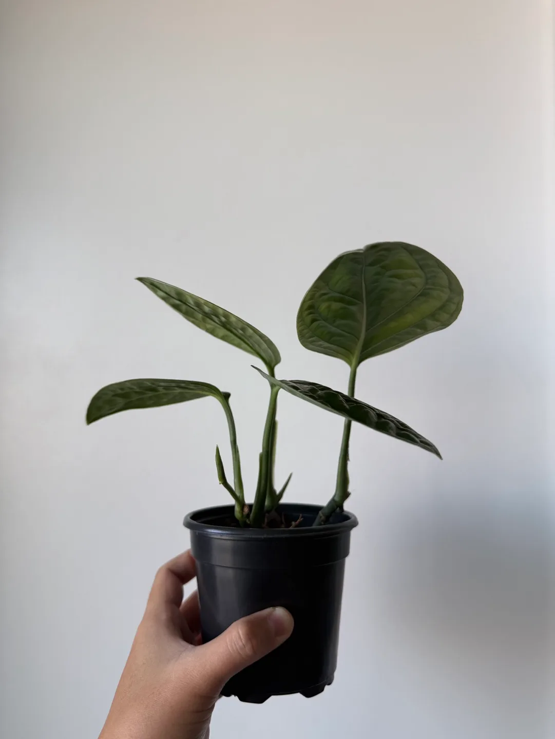 Monstera Peru image indicator(2)