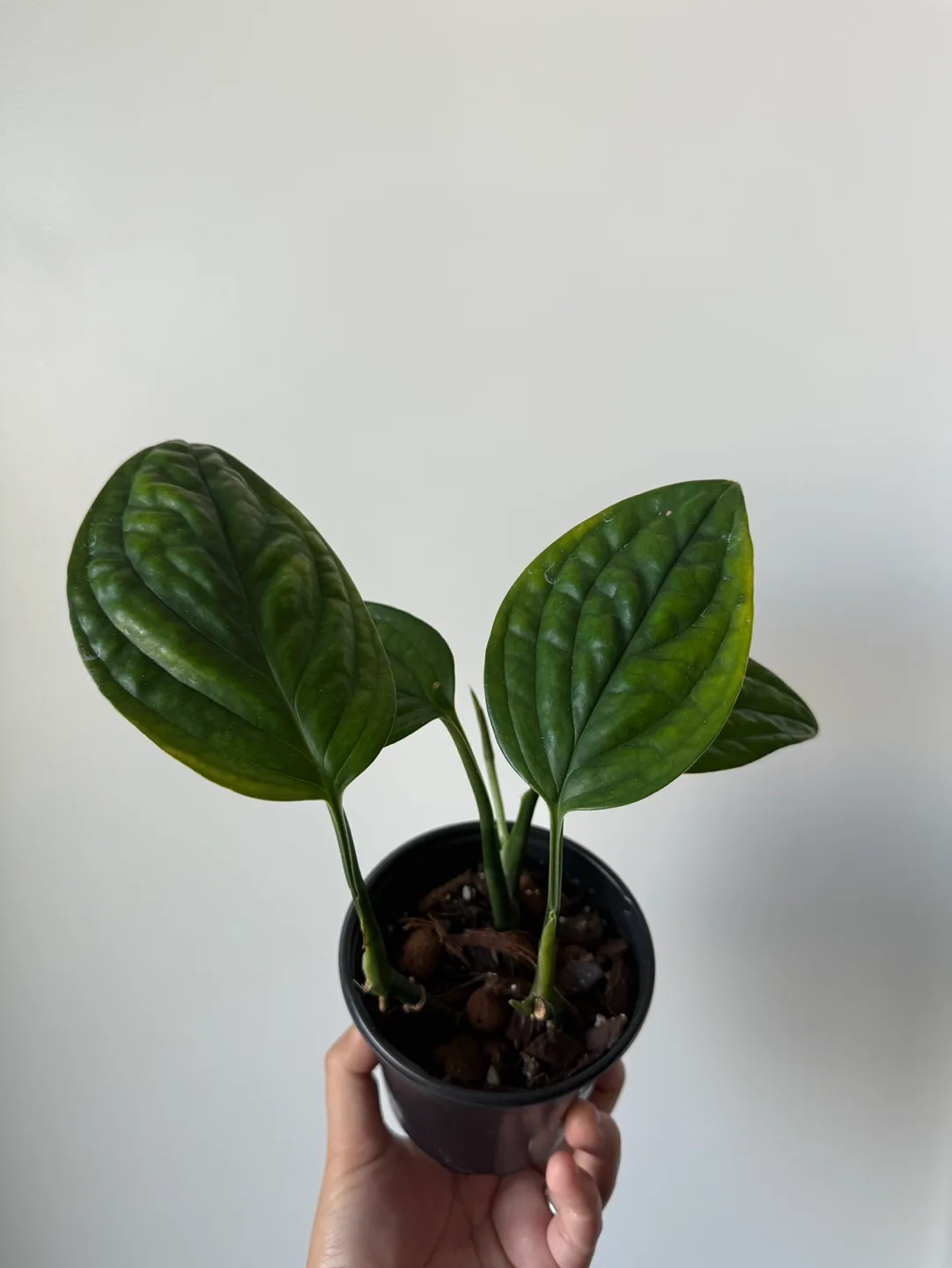 Monstera Peru image indicator(3)