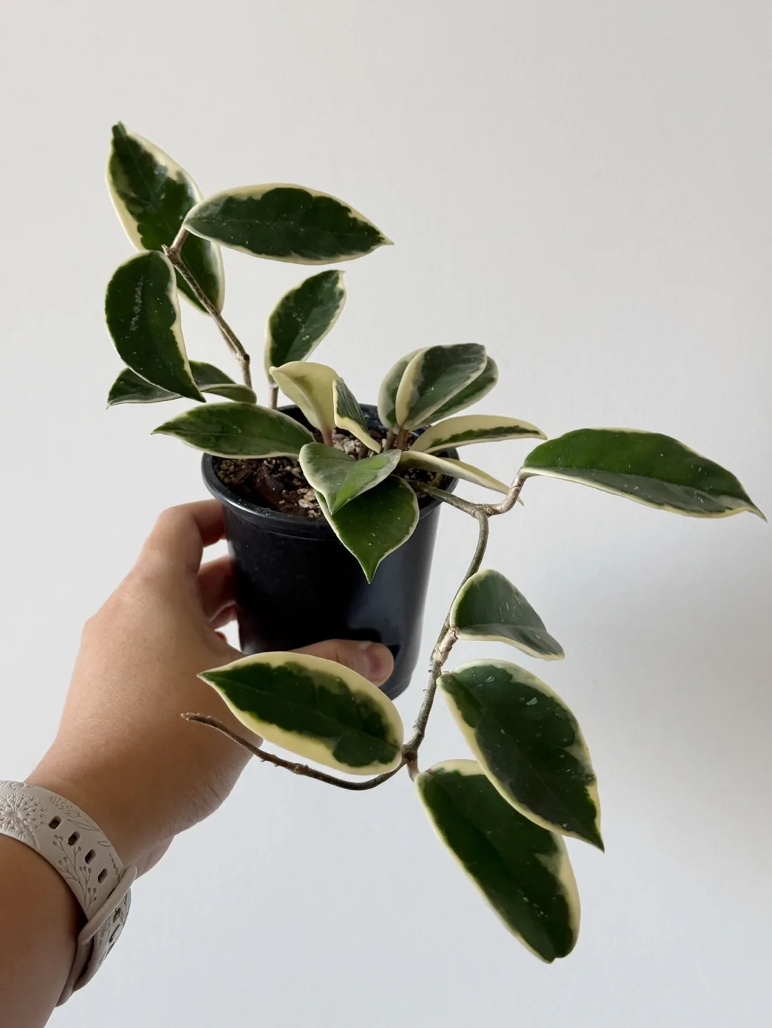 Hoya Krimson Queen image indicator(3)