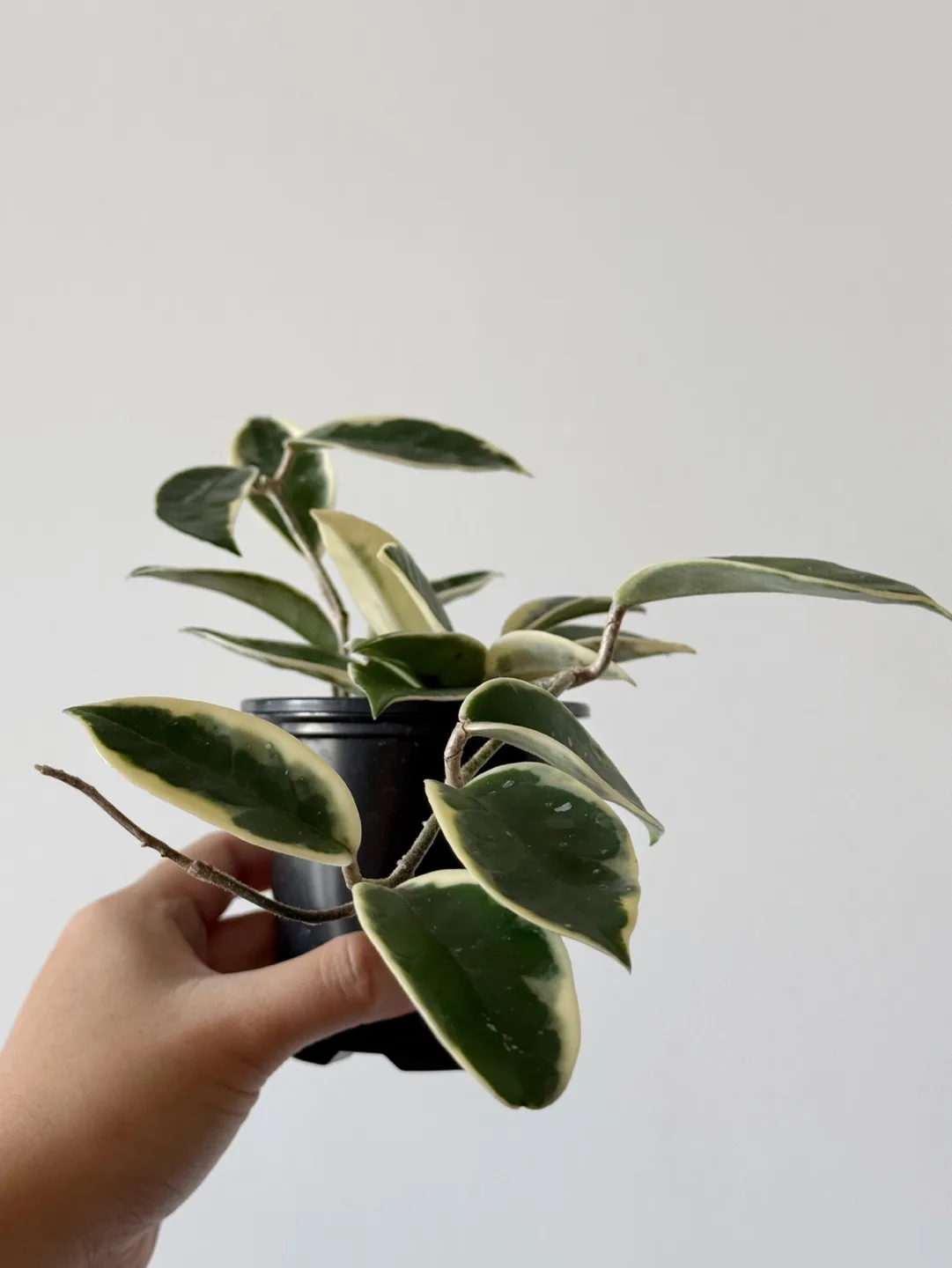 Hoya Krimson Queen image indicator(4)