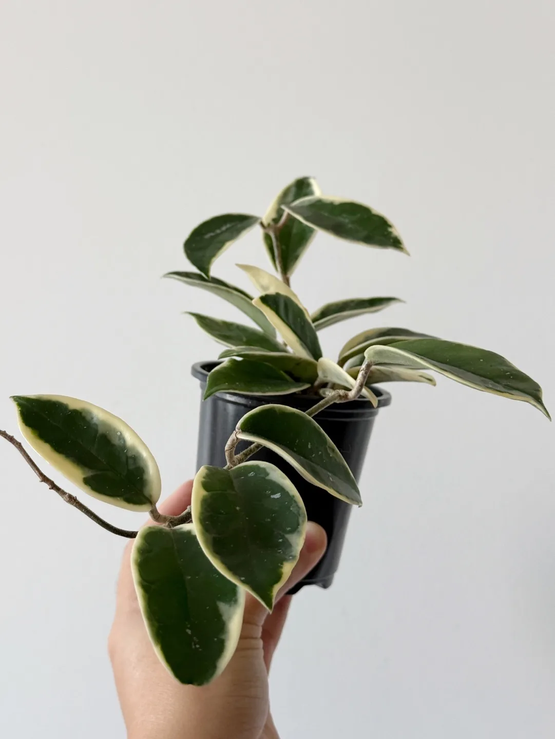 Hoya Krimson Queen image indicator(2)