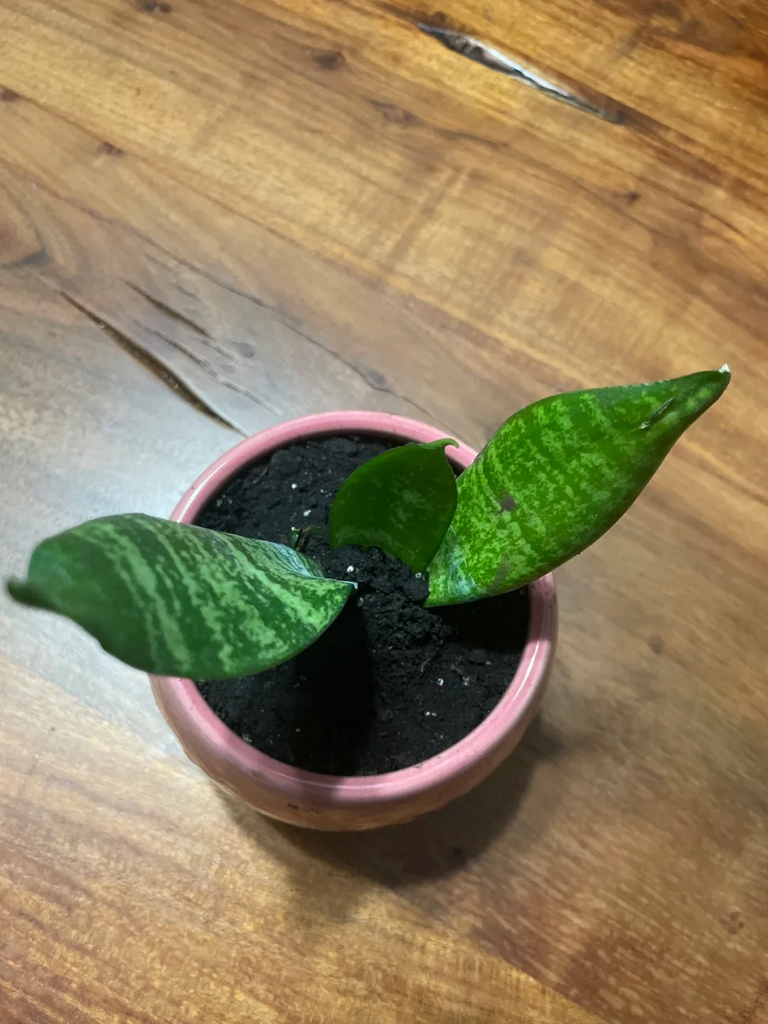 Snake plant ' in Pink Pot image indicator(4)