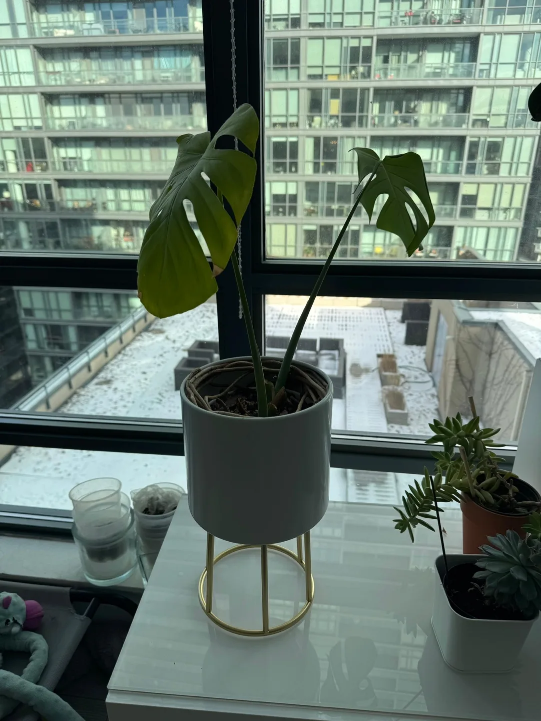 🏈 cool plant thumbnail