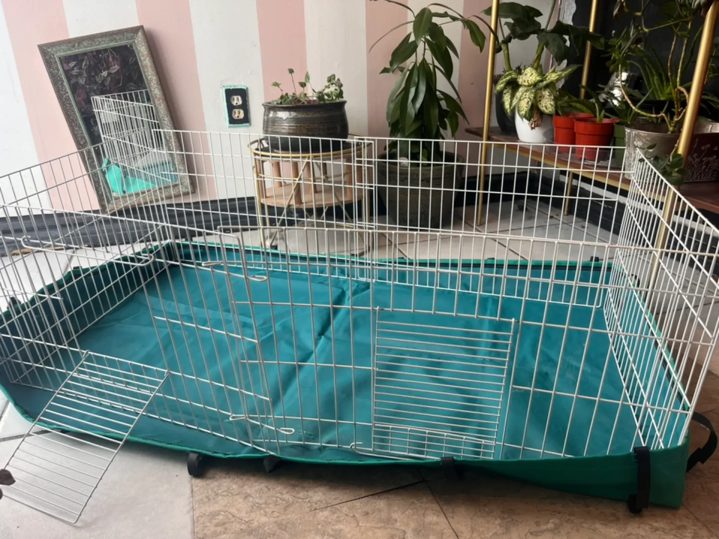 MidWest Guinea Habitat Cage with Floor Cover image indicator(2)