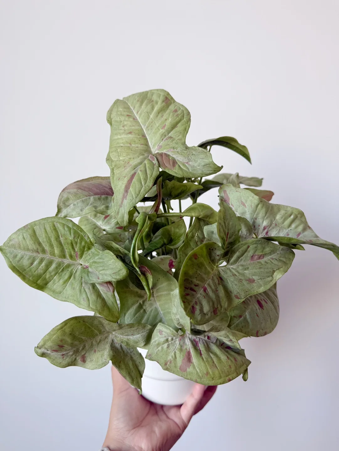 Syngonium Milk Confetti image indicator(2)