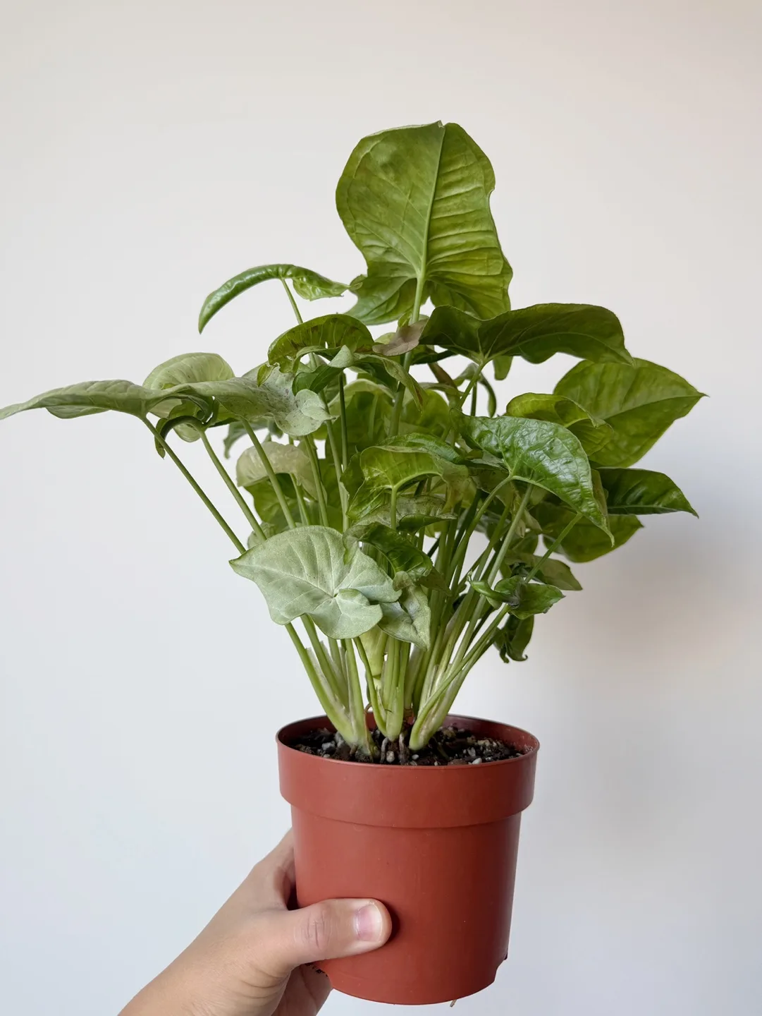 Syngonium Milk Confetti image indicator(3)