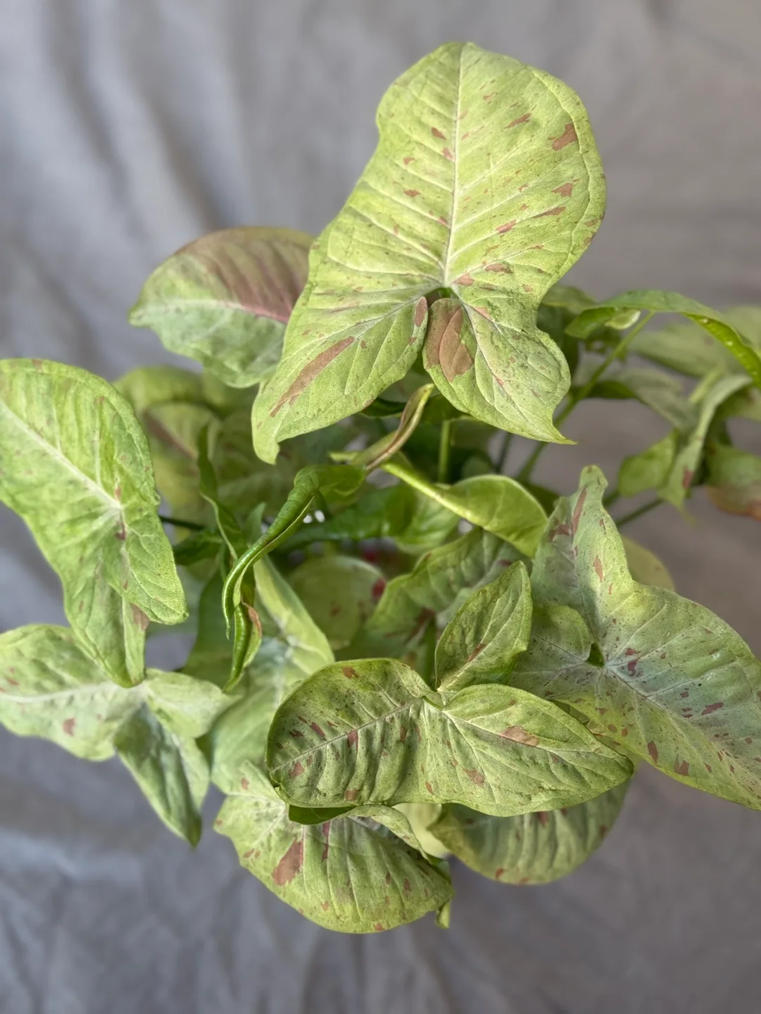 Syngonium Milk Confetti image indicator(4)