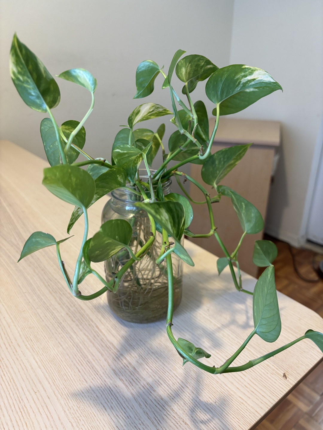 Healthy Golden Pothos with Cuttings - photo 2