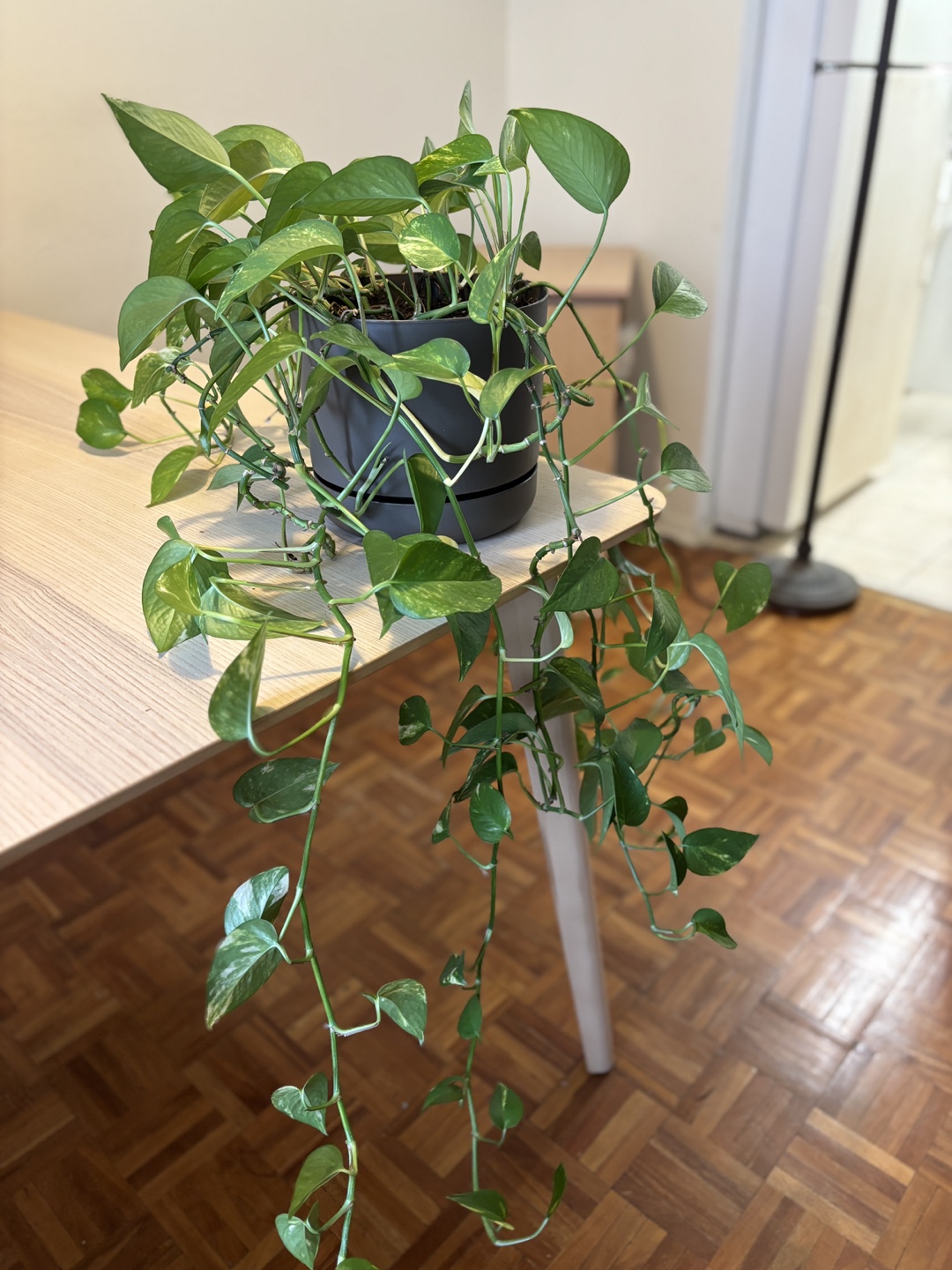 Healthy Golden Pothos with Cuttings