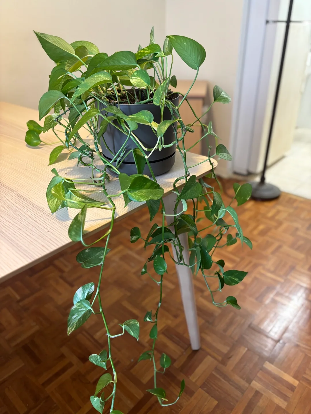 Healthy Golden Pothos with Cuttings thumbnail