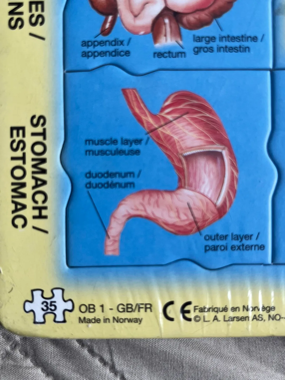 35-Piece Human Body Anatomy Puzzle image indicator(2)