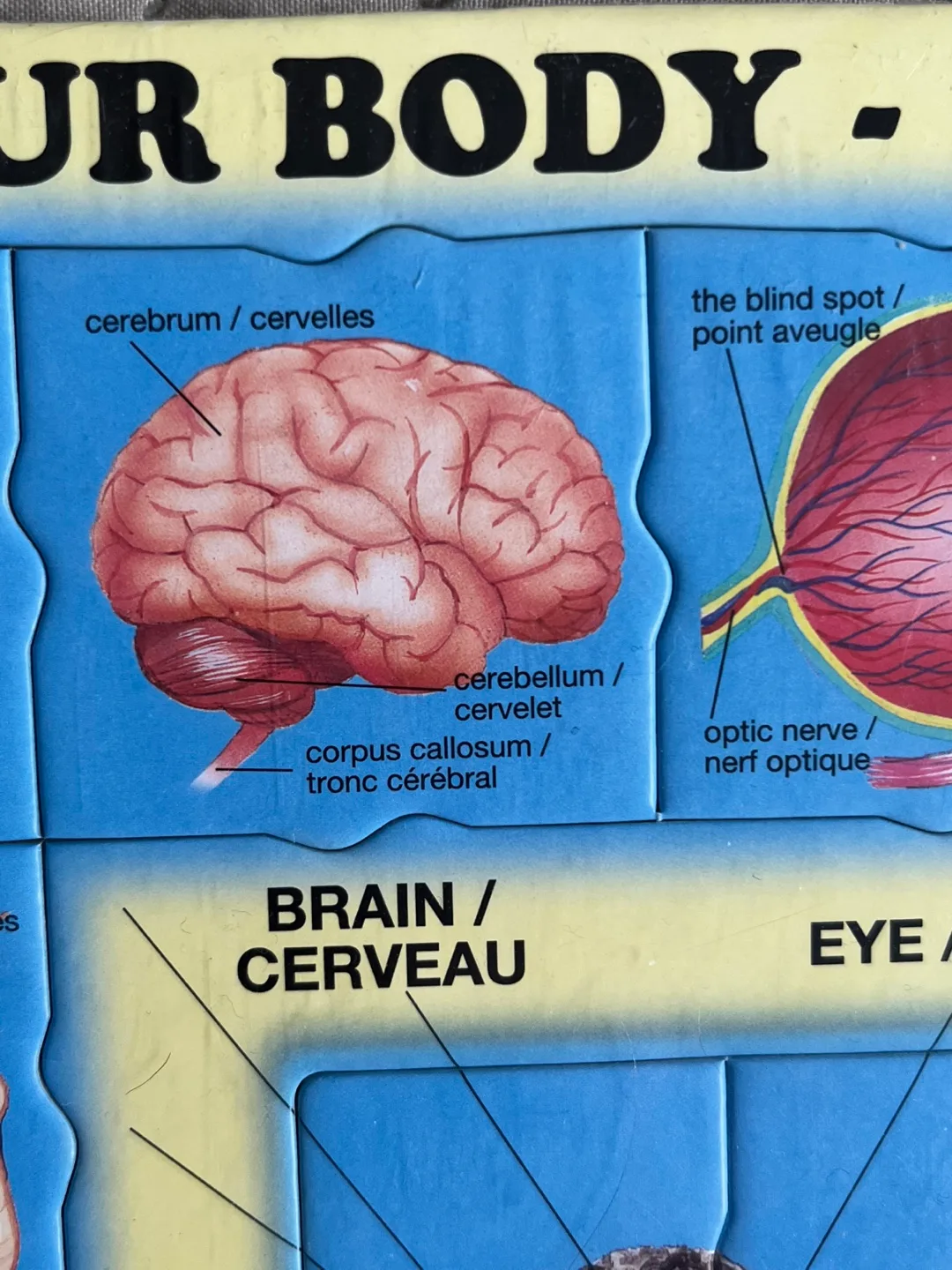 35-Piece Human Body Anatomy Puzzle image indicator(4)