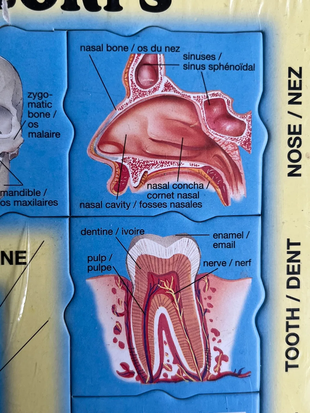 35-Piece Human Body Anatomy Puzzle image indicator(5)