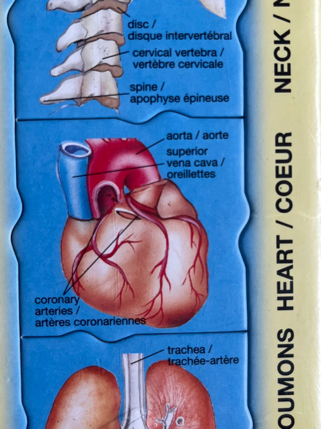 35-Piece Human Body Anatomy Puzzle image indicator(3)