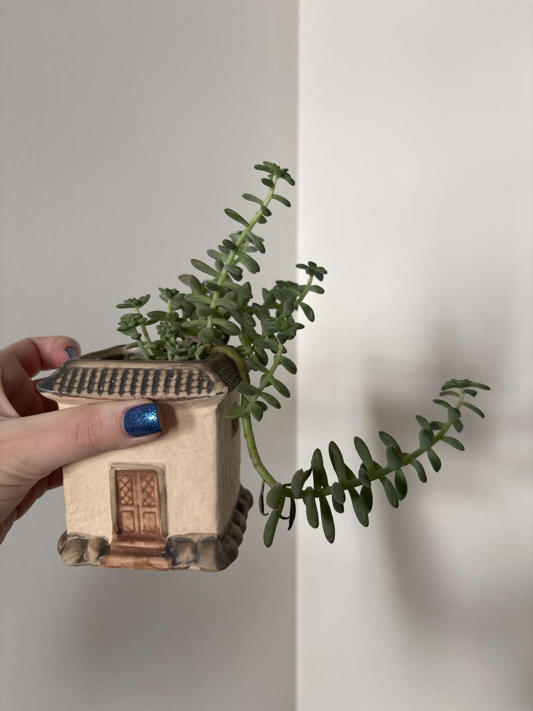 Sedum morganianum in a cute house-shaped pot