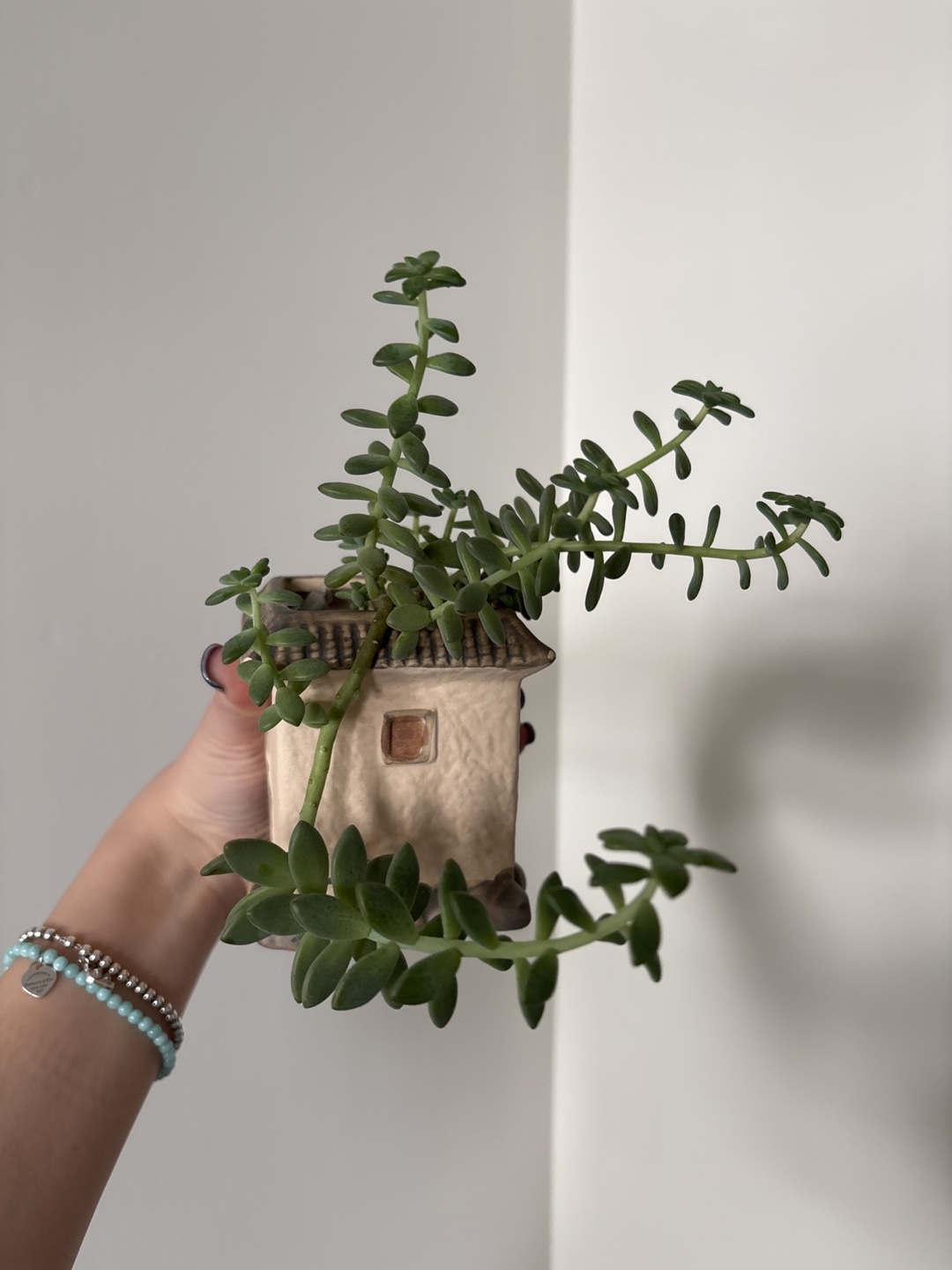 Sedum morganianum in a cute house-shaped pot - photo 2