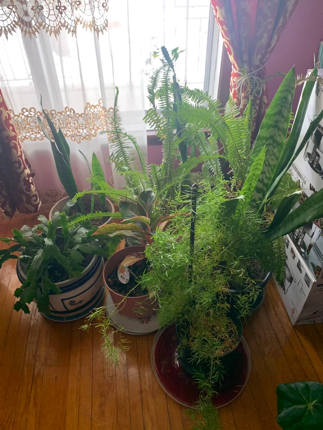 Houseplant Collection - Variety of Indoor Plants image indicator(4)