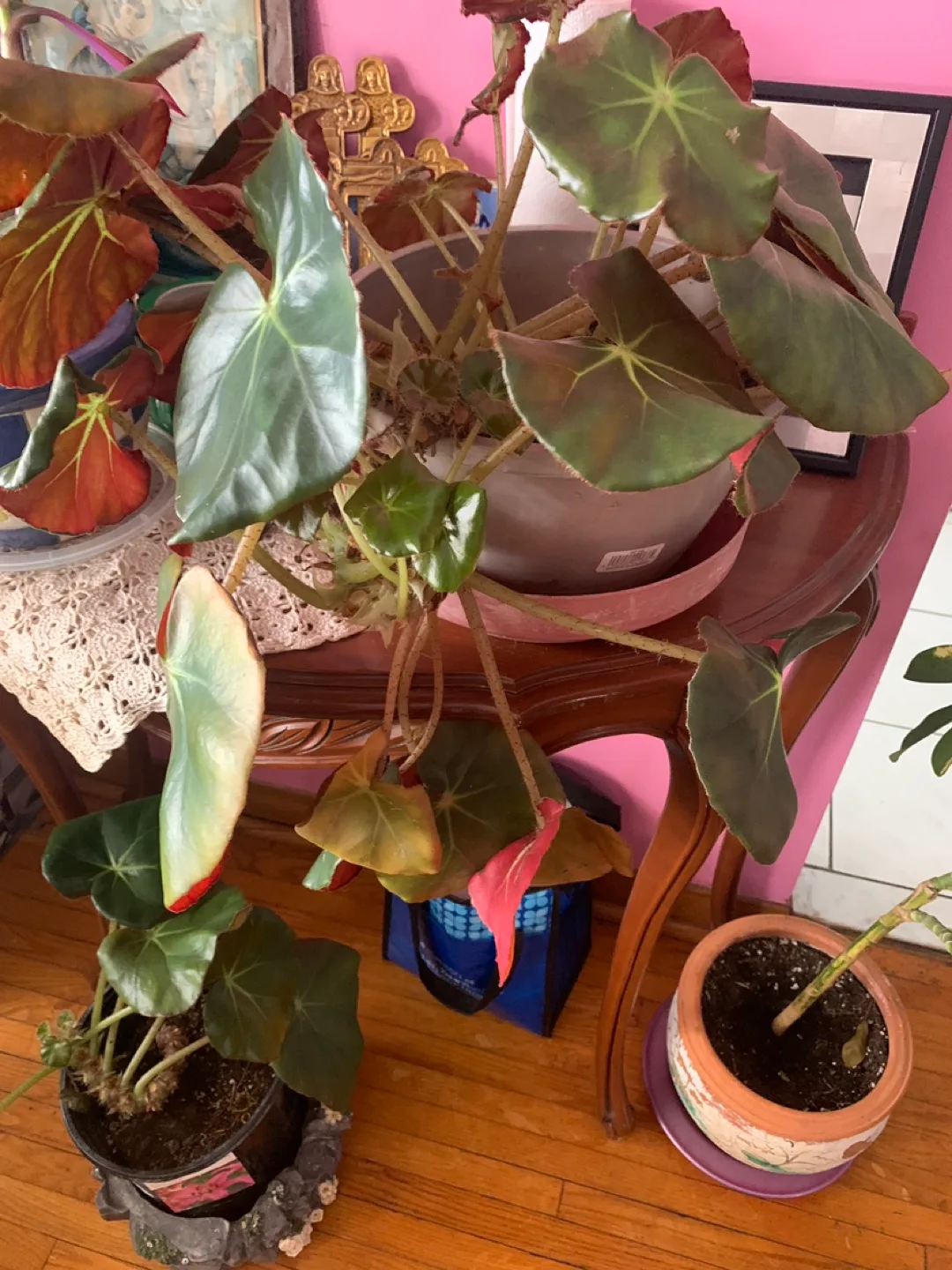 Houseplant Collection - Variety of Indoor Plants image indicator(5)