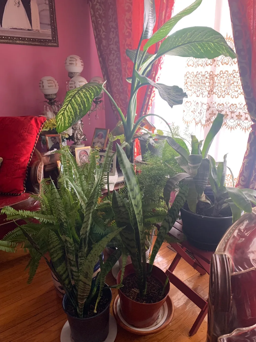 Houseplant Collection - Variety of Indoor Plants image indicator(3)