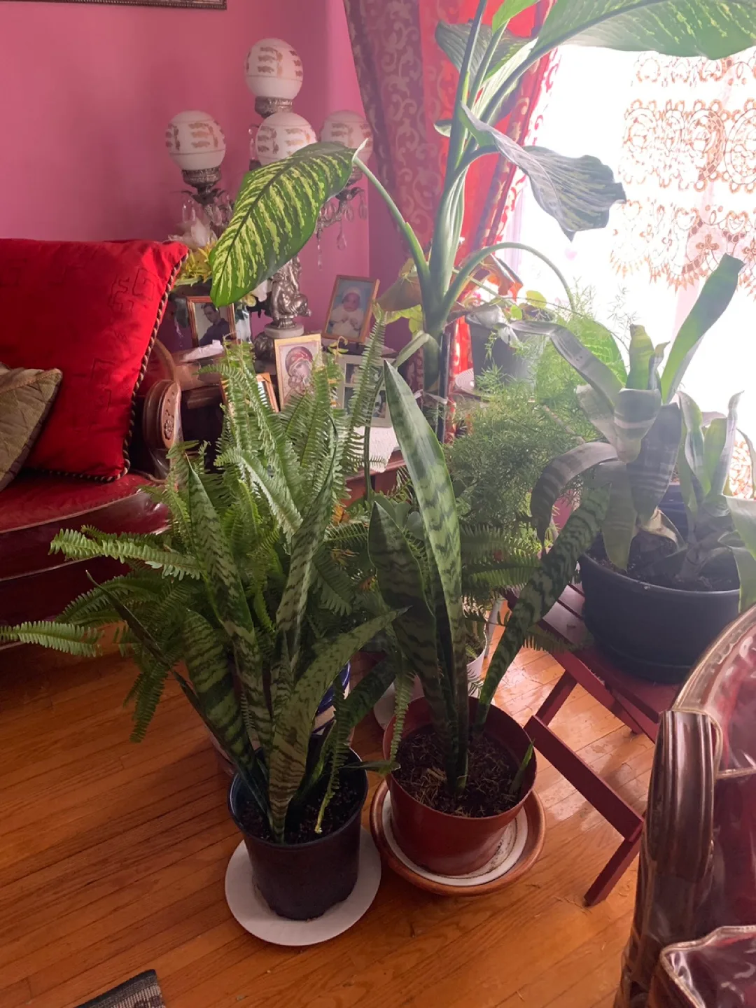 Houseplant Collection - Variety of Indoor Plants image indicator(2)