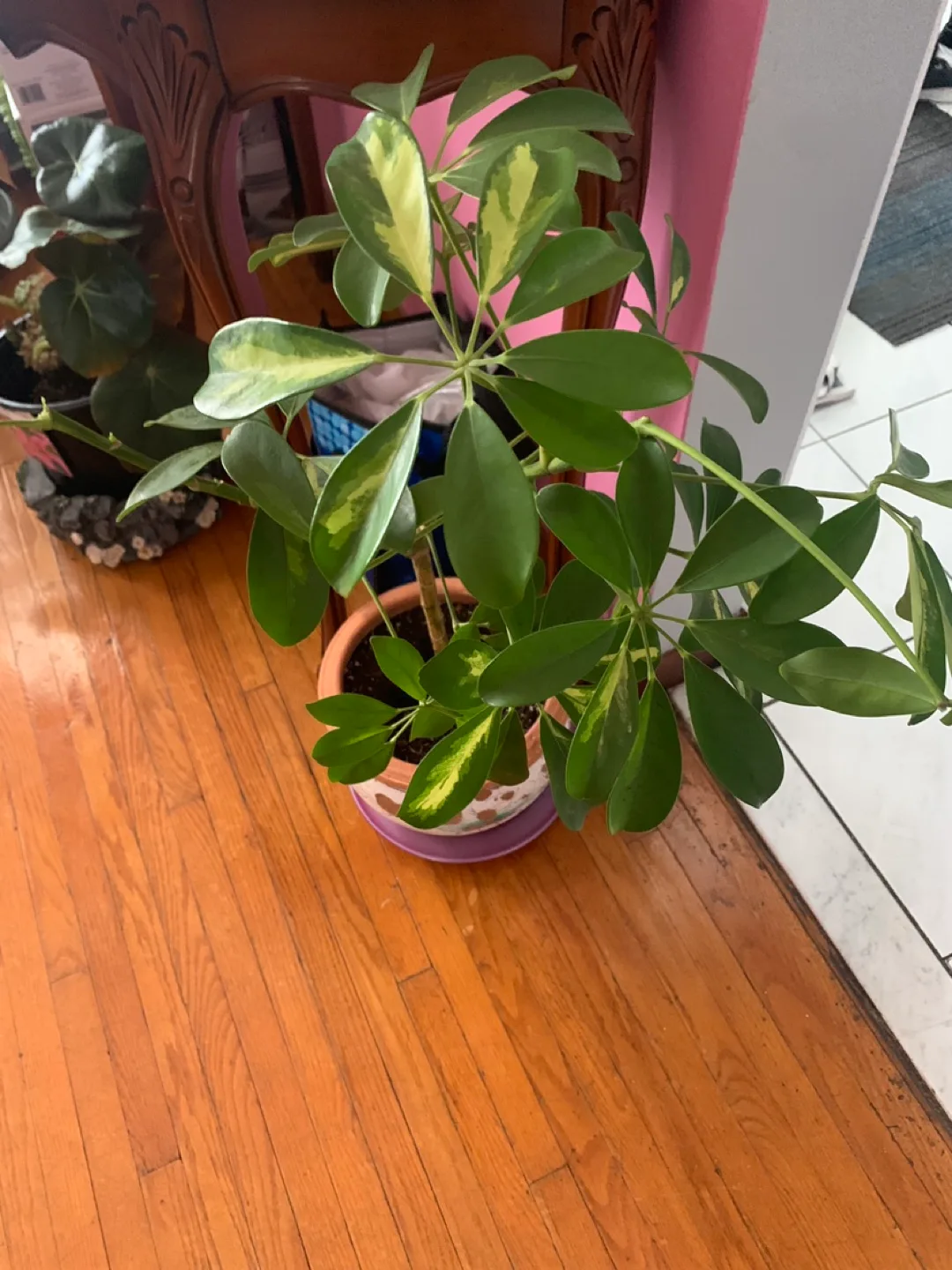 Houseplant Collection - Variety of Indoor Plants image indicator(6)