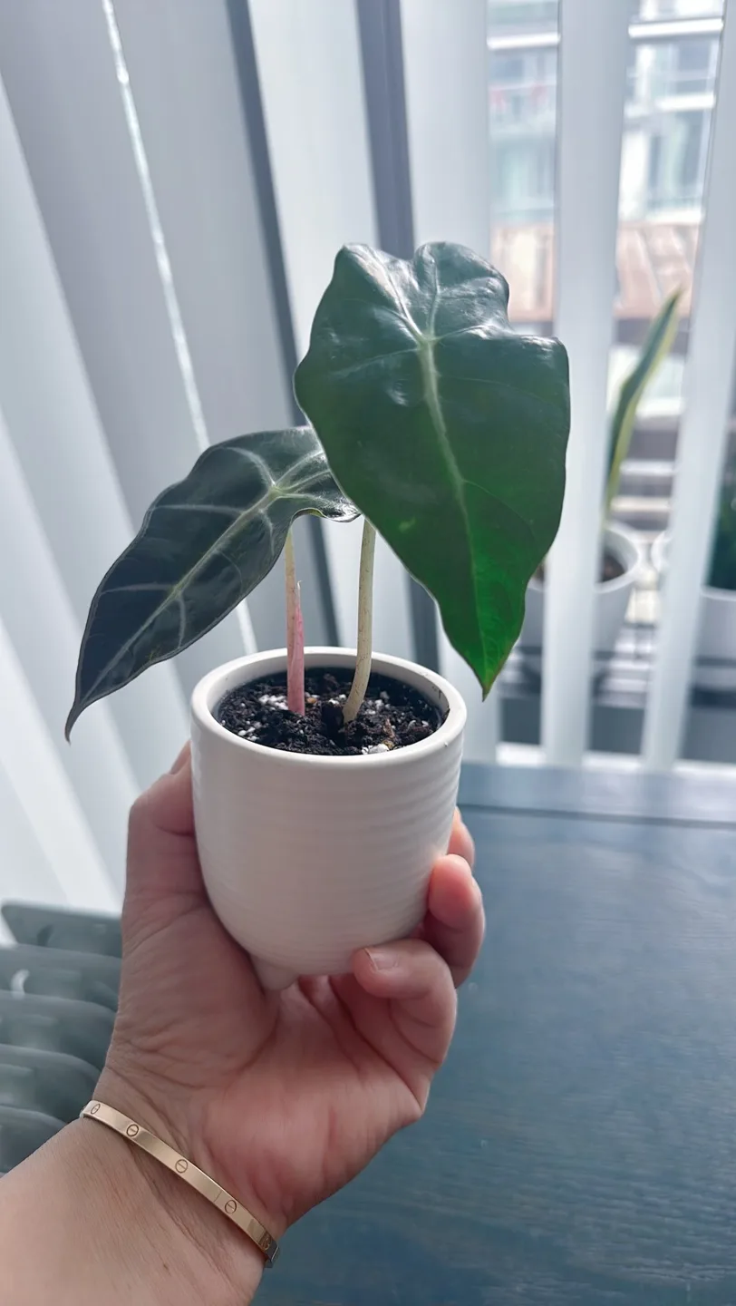 Alocasia Amazonica Plant image indicator(4)