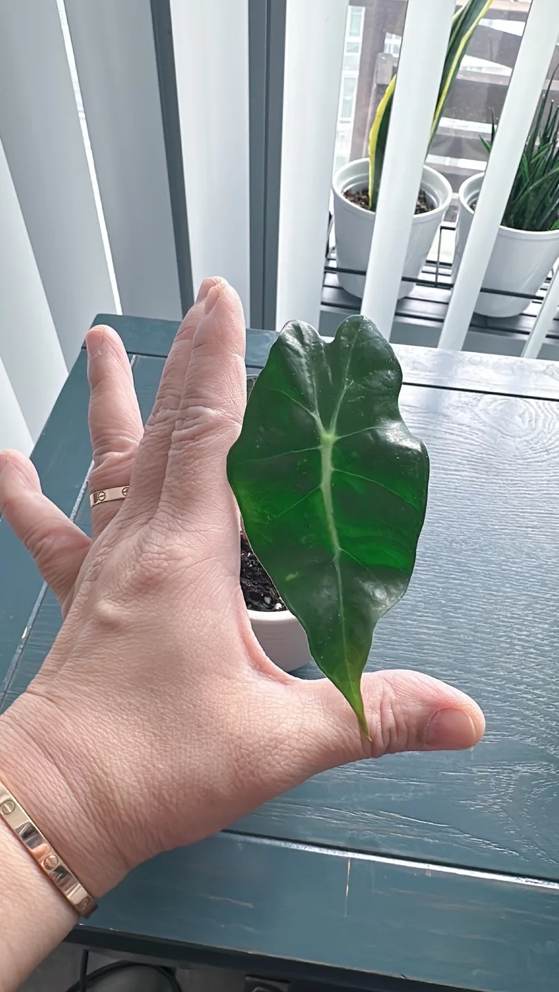 Alocasia Amazonica Plant image indicator(6)