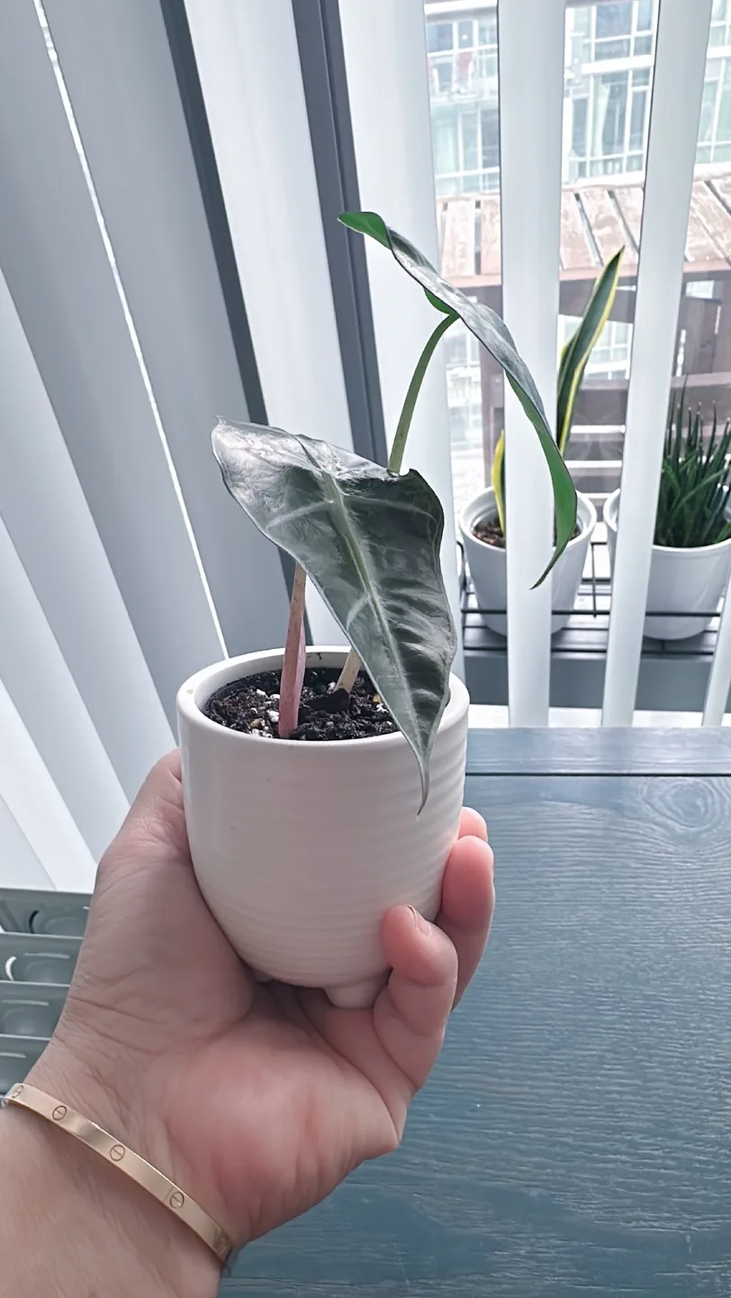 Alocasia Amazonica Plant image indicator(2)