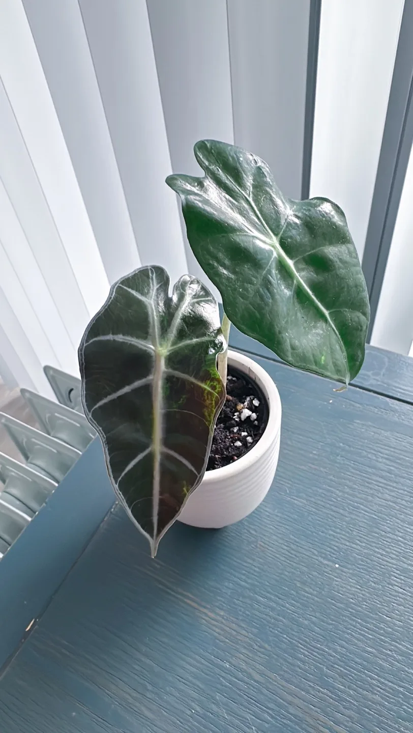 Alocasia Amazonica Plant image indicator(3)