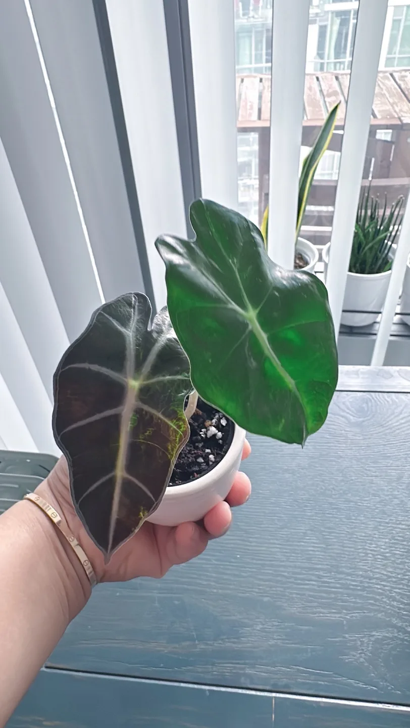 Alocasia Amazonica Plant image indicator(5)