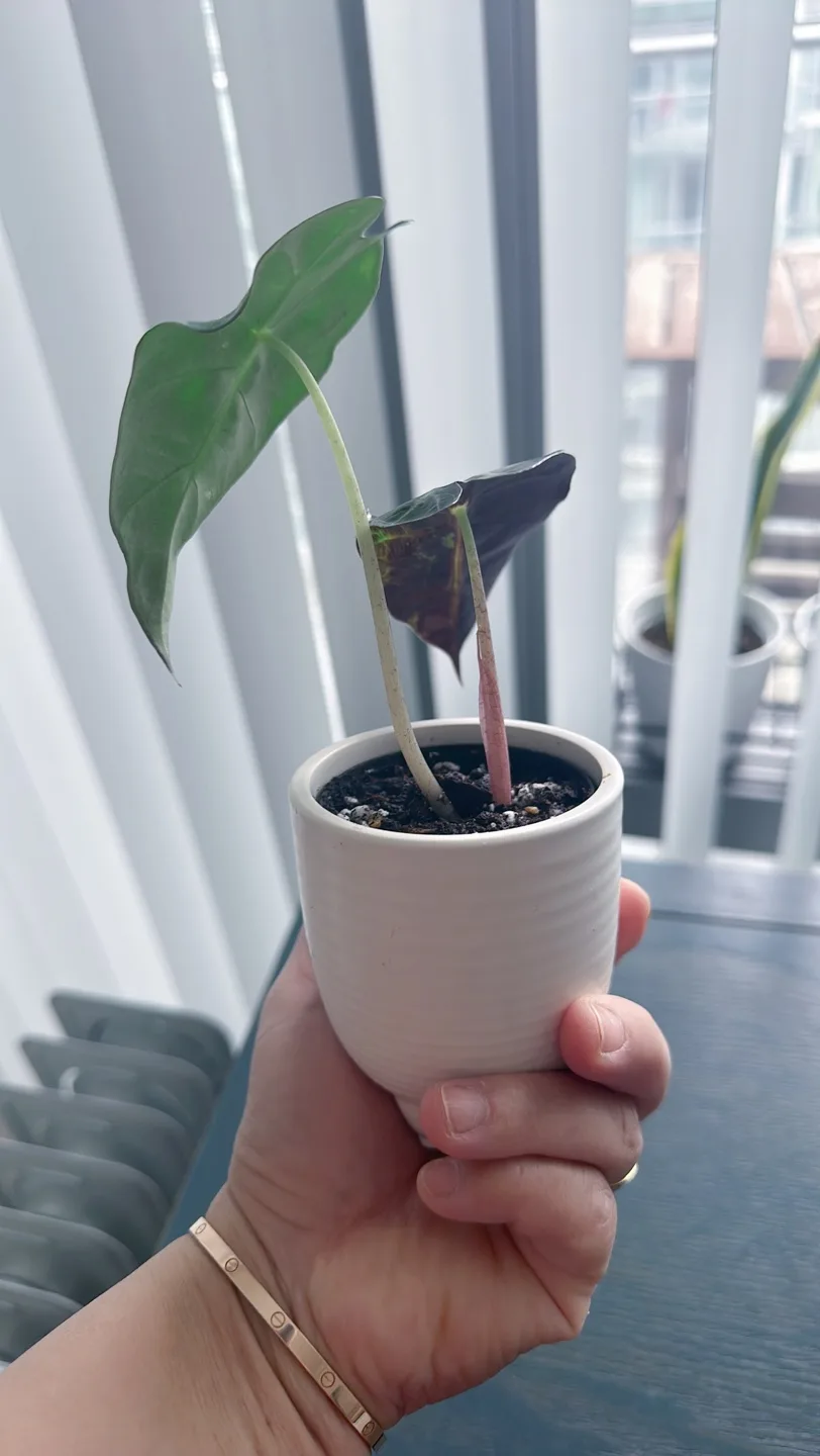 Alocasia Amazonica Plant image indicator(7)