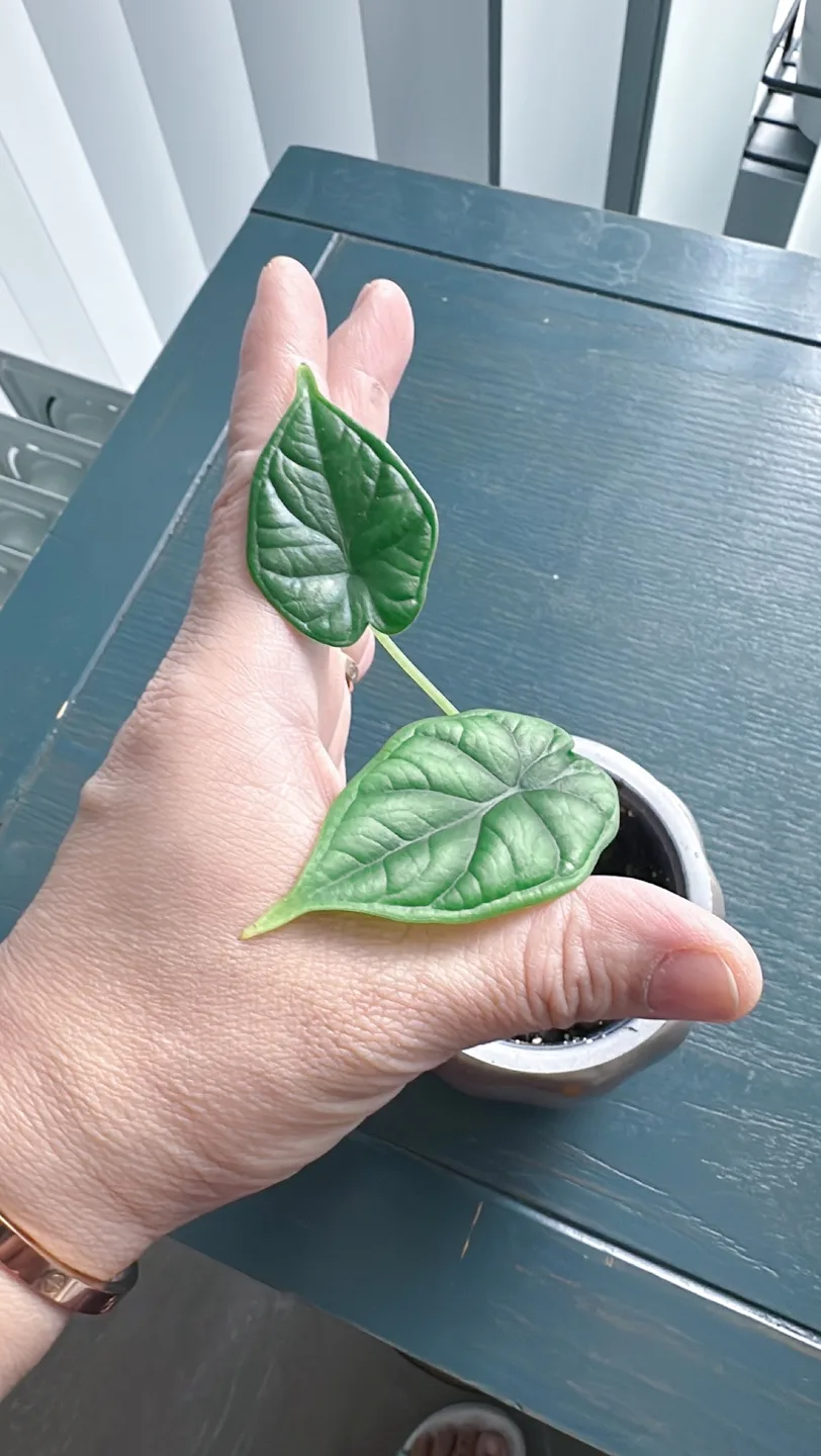 Dragon scale Alocasia image indicator(3)