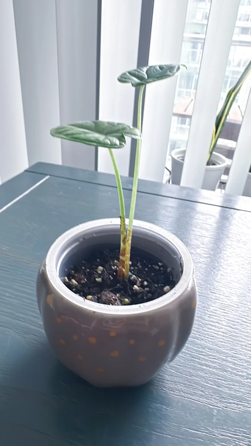 Dragon scale Alocasia image indicator(5)