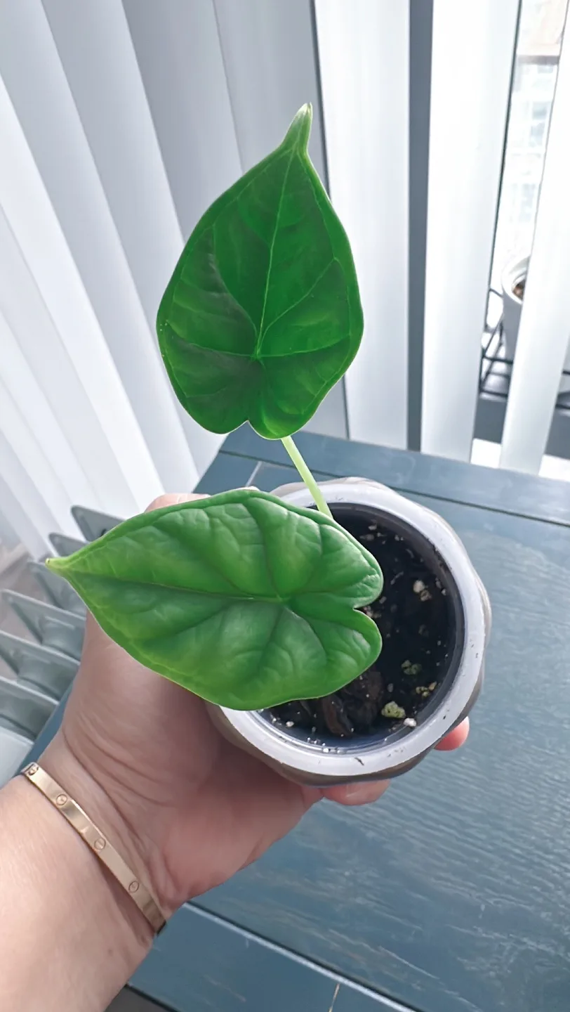 Dragon scale Alocasia image indicator(2)