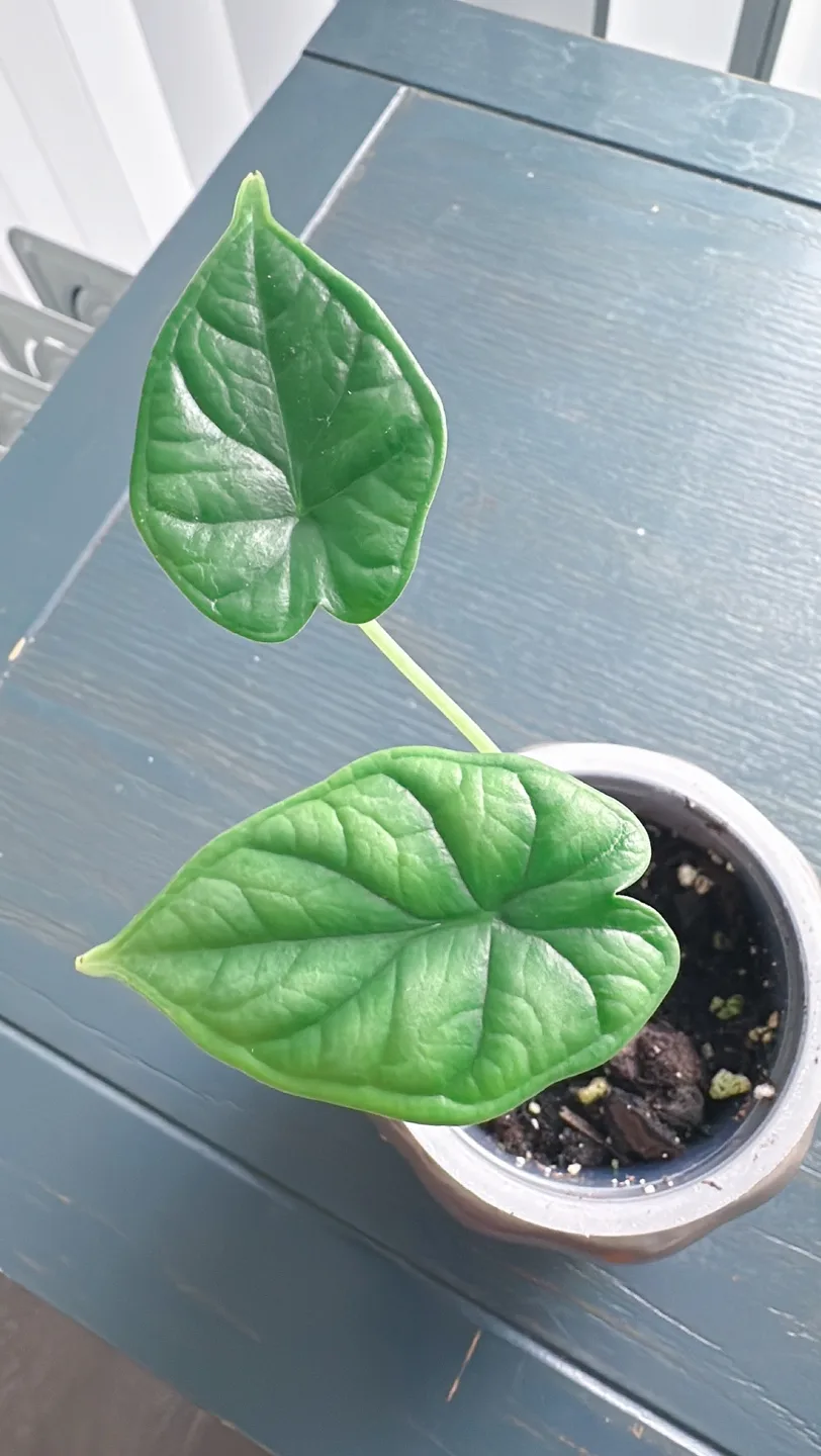 Dragon scale Alocasia image indicator(4)