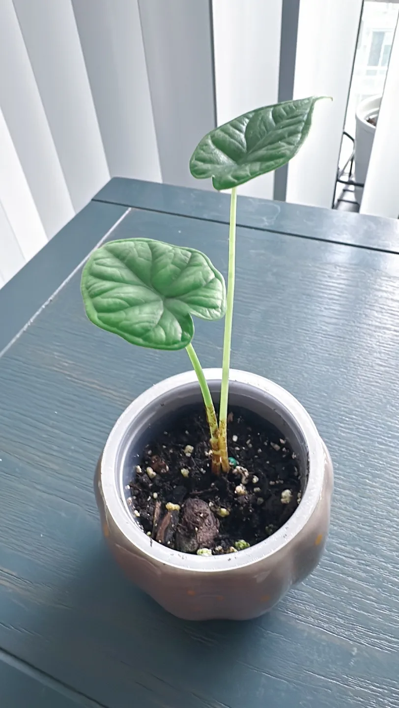 Dragon scale Alocasia image indicator(6)