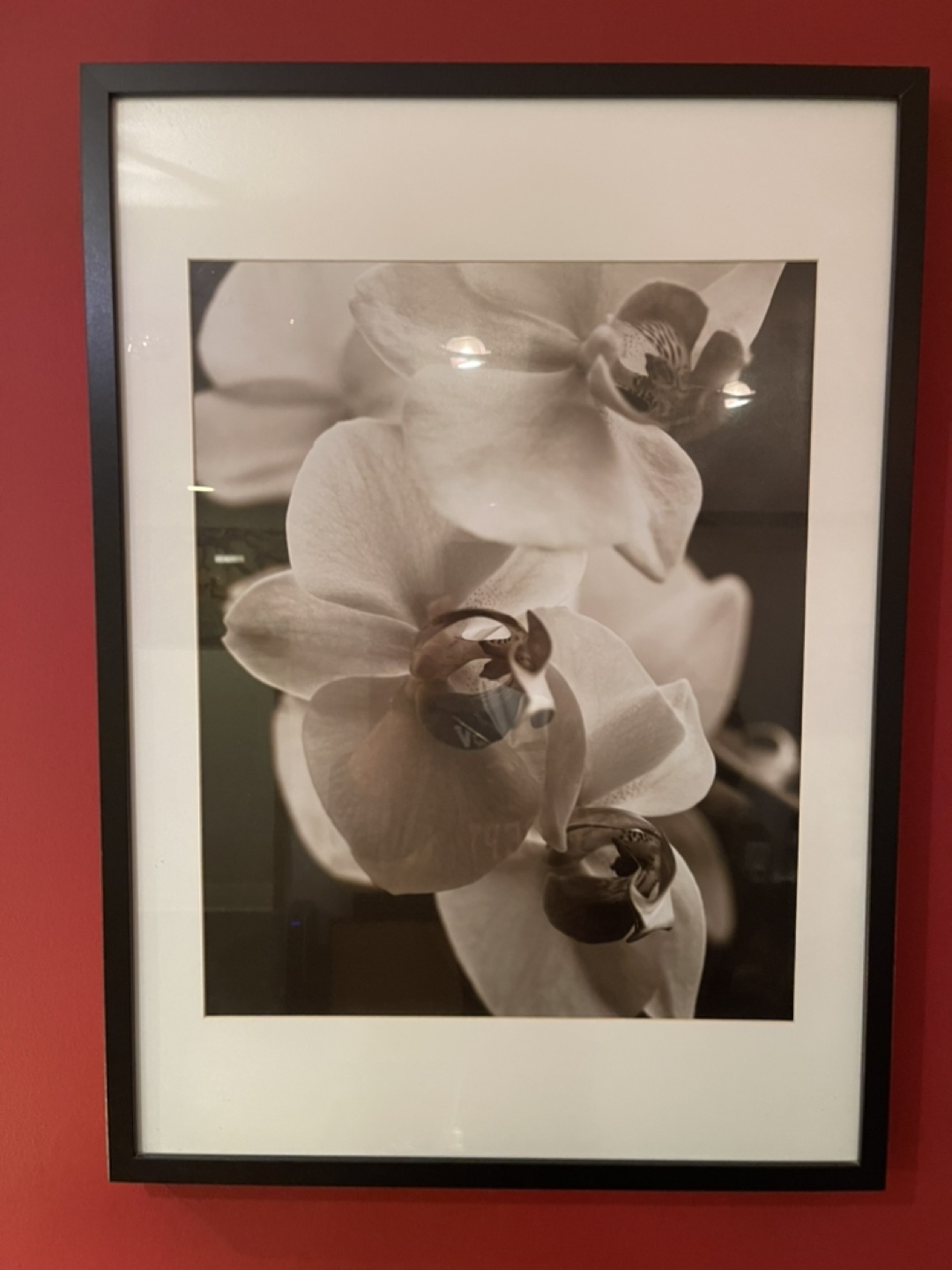 Pair of Framed Orchid Prints - IKEA Large Ribba Frames - photo 2