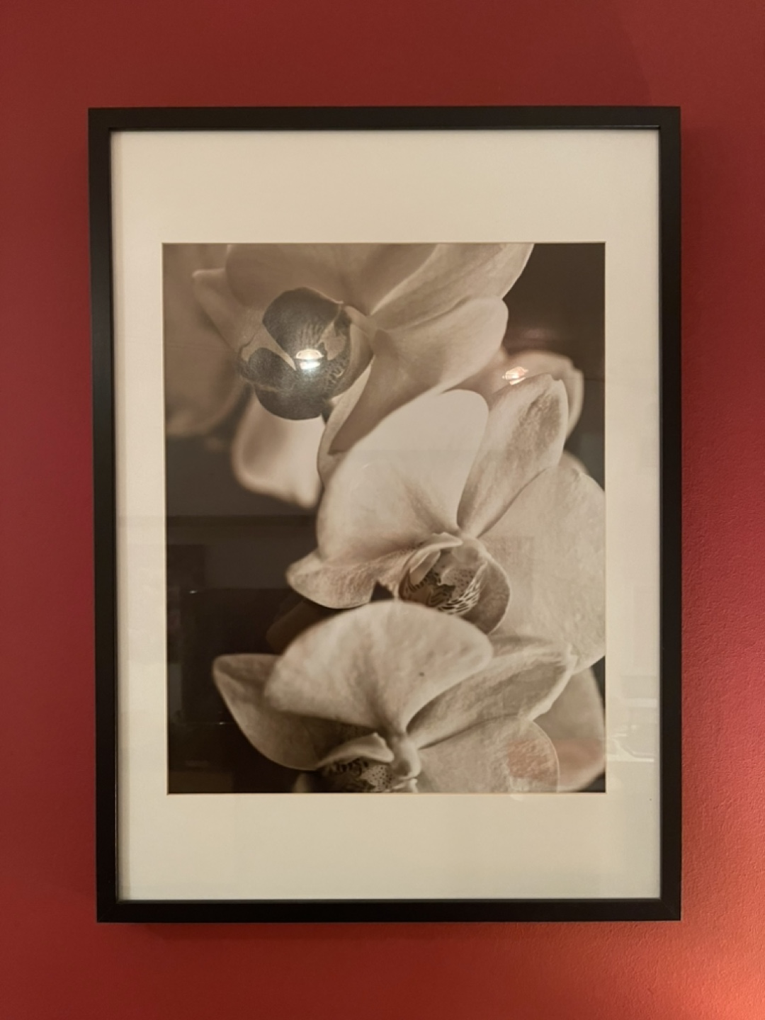 Pair of Framed Orchid Prints - IKEA Large Ribba Frames - photo 3