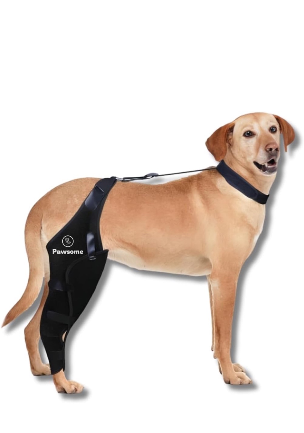 Pawsome Dog Leg Support Brace - Size M