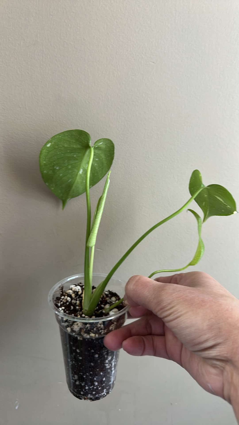 Monstera Thai Constellation - photo 2