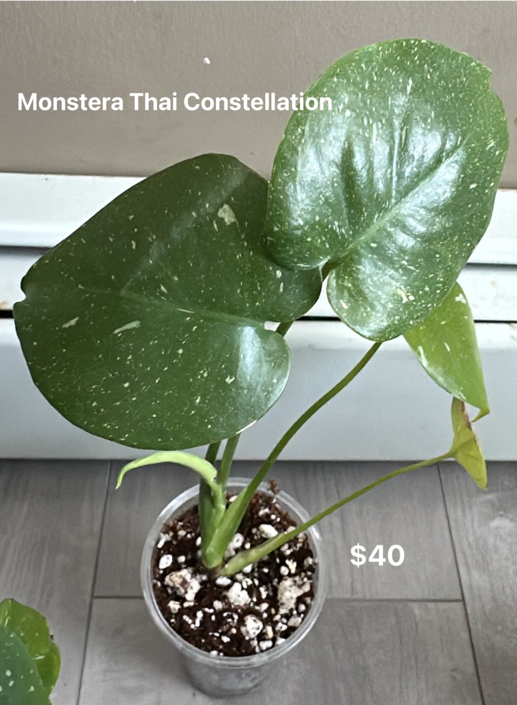 Monstera Thai Constellation