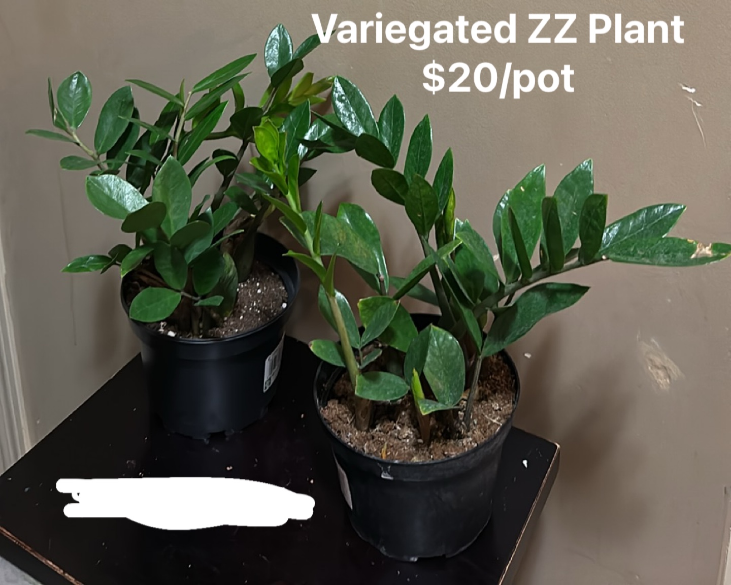 Two Variegated ZZ Plants - photo 2