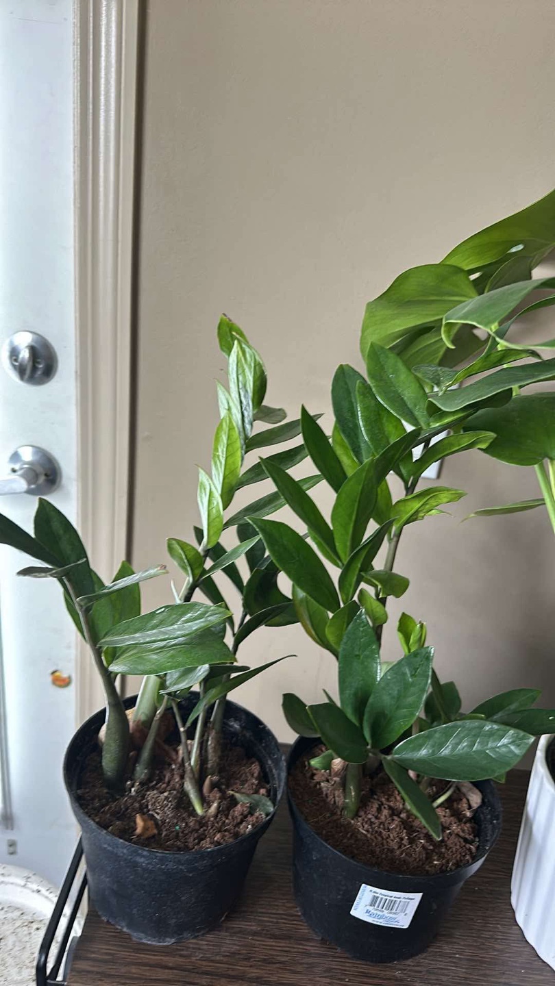 Two Variegated ZZ Plants